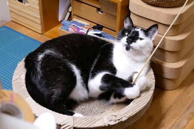 Hareket izlerken, evde kişi ile oynayan tekir kedi