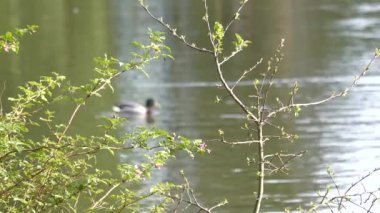 Gölde yüzmeye ördek Hareket Bulanıklığı