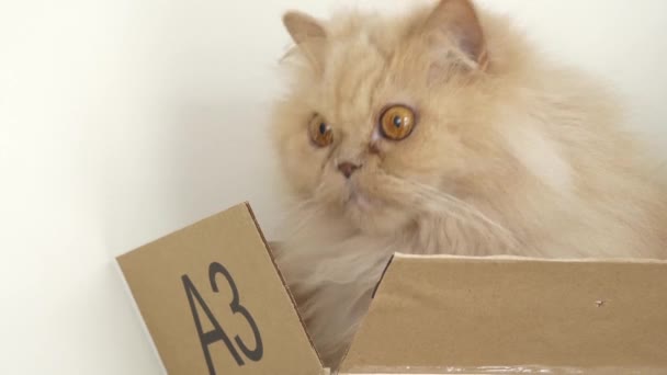 Pohyb Perská Kočka Hraje Lidmi Uvnitř Krabice — Stock video