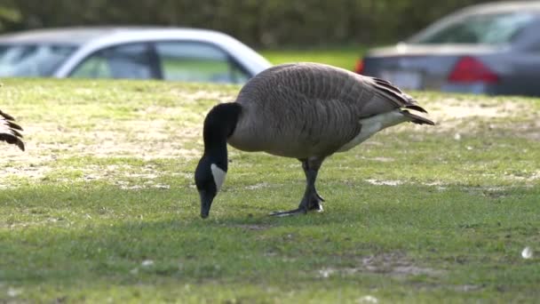 Camera Chasing Duck Finding Foods Lake — Stock Video