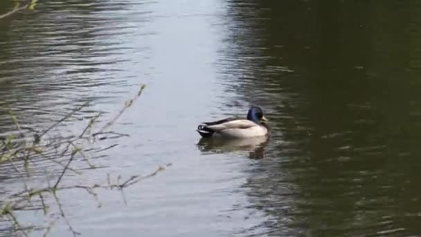 Пан Постріл Качки Плаває Озері — стокове відео