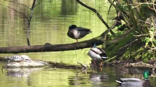 アヒルの湖で水泳の運動 — ストック動画