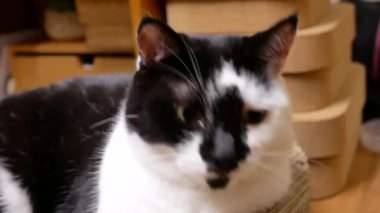 Hareket izlerken, evde kişi ile oynayan tekir kedi 