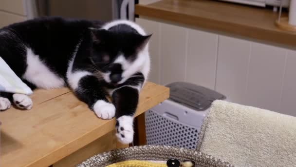 Pohybu Kočka Olizuje Packu Doma — Stock video