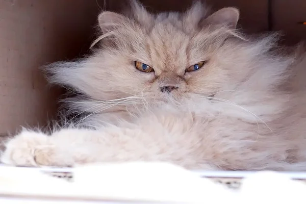 Közelről Perzsa macska játszik az emberek belül doboz — Stock Fotó