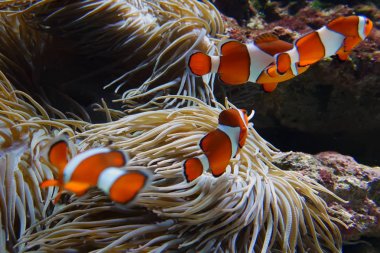 Palyaço balıkları anemone arasında oynarken