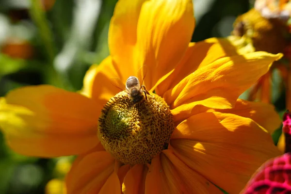 Pszczoła zbierająca pyłek na fioletowy kwiat — Zdjęcie stockowe