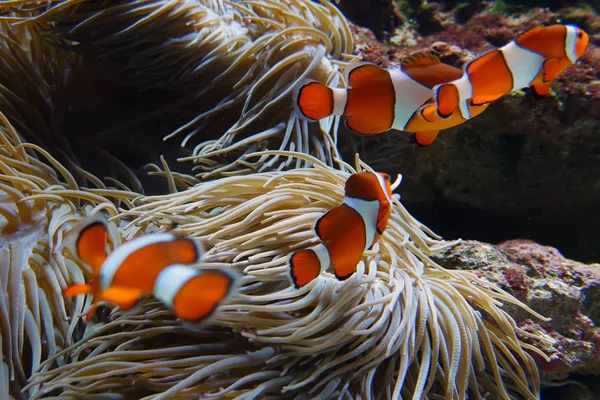 Clown fishes playing among anemone — Stock Photo, Image