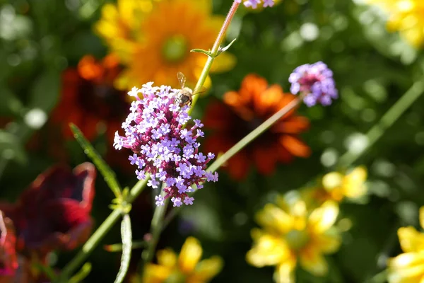 Bee pollen gyűjt a lila virág — Stock Fotó