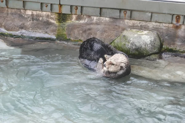 Lontra do mar esfregando rosto e corpo dentro do aquário de Vancouver — Fotografia de Stock