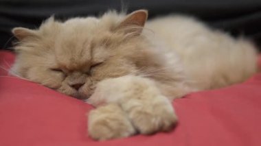 Uykulu Farsça kedi yatakta hareket