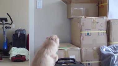 Ağır çekim Farsça kedi bir kutu atlama