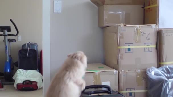 波斯猫跳进盒子的慢动作 — 图库视频影像