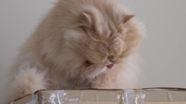 关闭波斯猫洗涤和舔爪子在箱子上 — 图库视频影像
