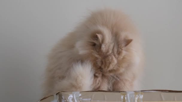 Закрыть Персидский Кот Моет Лизает Лапы Коробке — стоковое видео