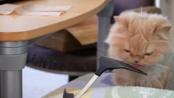 Pan Shot Persian Cat Eating Hairball Paste Chair — Stock Video