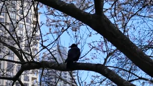 Beweging Van Kraai Staande Boom Waait Boom Blad Tegen Blauwe — Stockvideo