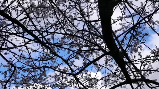 Mouvement Soufflage Feuille Arbre Contre Ciel Nuageux Bleu — Video