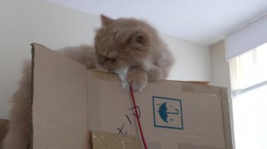 Kutuda oyuncak ödeyen Farsça kedi hareketi 