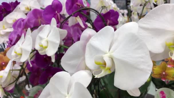 Movimento Pessoas Comprando Comida Atrás Flor Orquídea Exibição Dentro Salvar — Vídeo de Stock