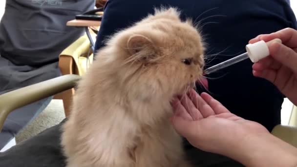 Bewegung Einer Persischen Katze Die Kräutermedizin Isst Fällt Auf Stuhl — Stockvideo