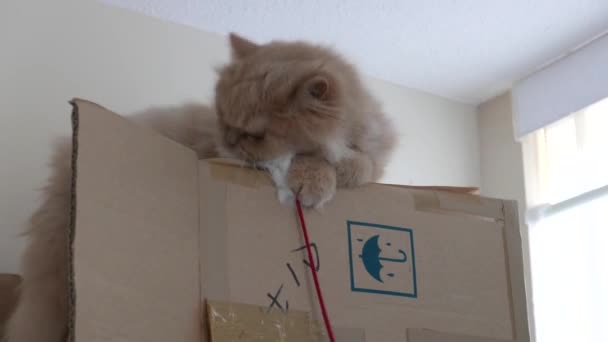 Motion Persiska Katt Betalande Leksak Box — Stockvideo