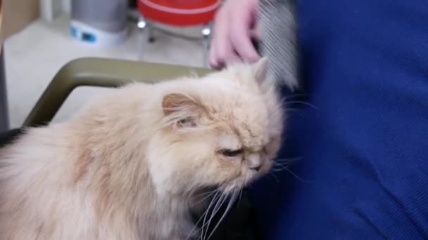 Movimiento Hombre Peinando Gato Piel Silla — Vídeos de Stock