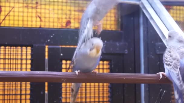训犬学校店内笼中花哨鹦鹉的运动 — 图库视频影像