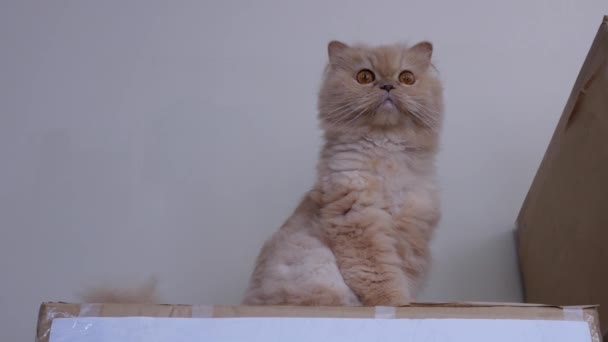 Motion Persian Cat Sitting Box Watching People — Stock Video