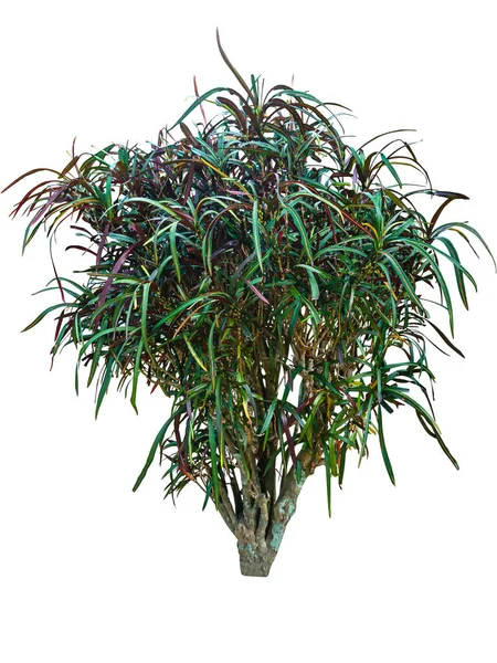 Rośliny Croton Zielonych Liści Kolorowy Białym Tle — Zdjęcie stockowe