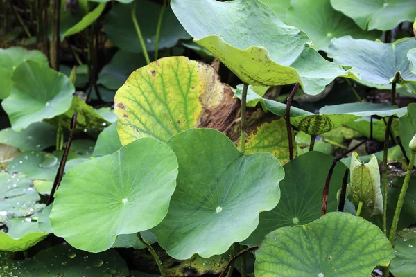 Groene Lotus Blad Vijver — Stockfoto