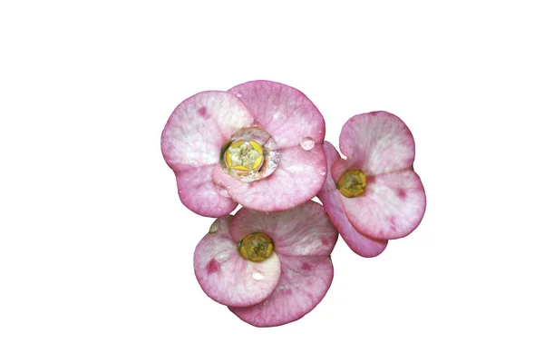 Rosa Euforbia Milli Desmoul Flor Isolada Branco — Fotografia de Stock
