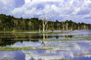 Gökyüzü Ağaç su yansıma görünümünde Siem Reap