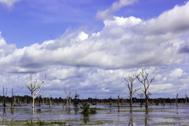 Gökyüzü bulut ağaç ve güneşli bir gün suda