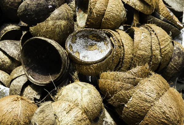 Kokosový shell — Stock fotografie
