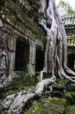 Siem Reap büyük ağaç örtüsü harabe tapınak