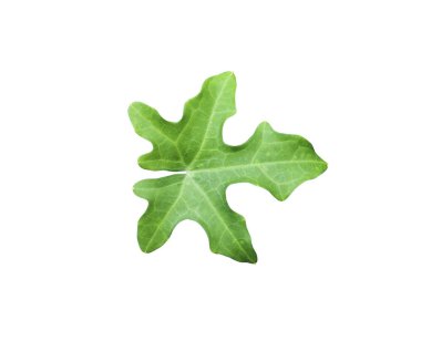 Yeşil Sarmaşık kayığa beyaz izole 