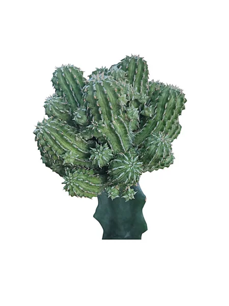 Groene Cactusboom Geïsoleerd Witte Achtergrond — Stockfoto