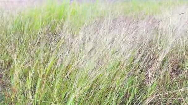 Dry Green Field Summer Stock Footage