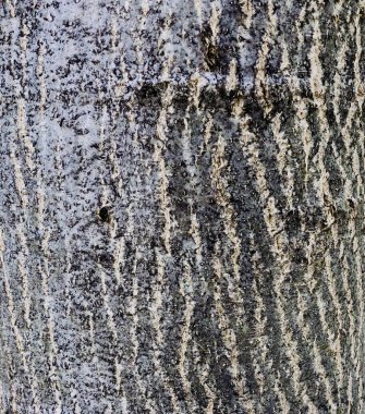 ahşap doku closeup doğal desen olgun ağaç