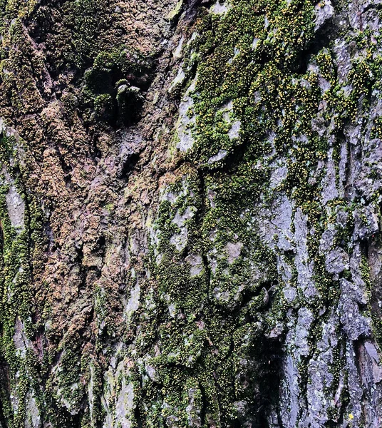inişli çıkışlı kabuk taze yeşil yosun arka plan ile kaplı ahşap doku eski yaşlı ağaç kırık
