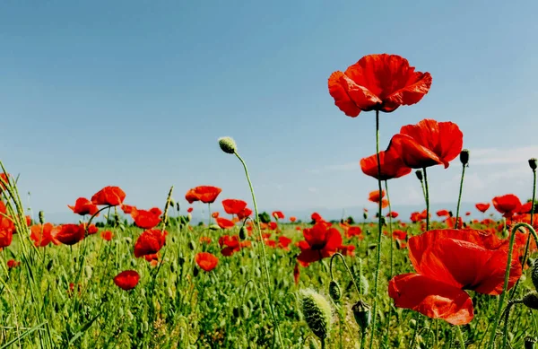 Bidang Poppy Pada Cerah Cerah Hari Musim Semi Konsep Waktu — Stok Foto