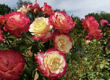 Bulgar geleneksel sembolik gül kırmızı ve sarı çiçeklenme gülümsemek güneşli aydınlık bahar yaz gün