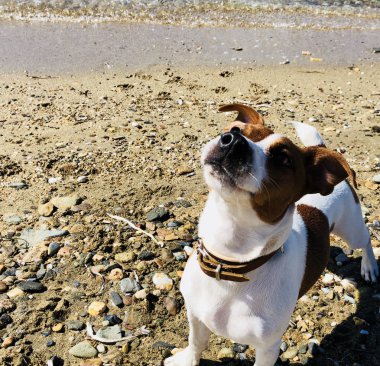 Jack Russel köpek arkadaş bir top kumlu sahilde sıcak yaz güneşli bir günde bekleyen oynak duygu şirin