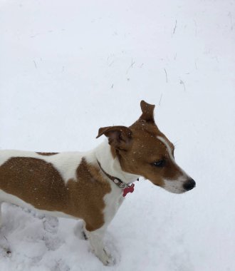 Jack Russel Terrier köpek arkadaş köpek yavrusu kar yağıyordu kış günü içinde'deki evde beslenen hayvan dış dış