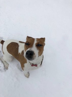 Jack Russel Terrier köpek arkadaş köpek hayvan dışında eğlenceli ve duygu soğuk kar yağıyordu kış günü