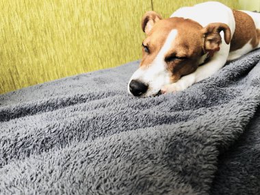Jack russell köpek arkadaş bir kanepede rahat uyku yalan