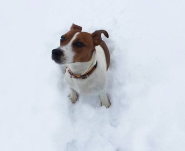 küçük jack russel terrier köpek duygu soğuk bir parlak kış günü