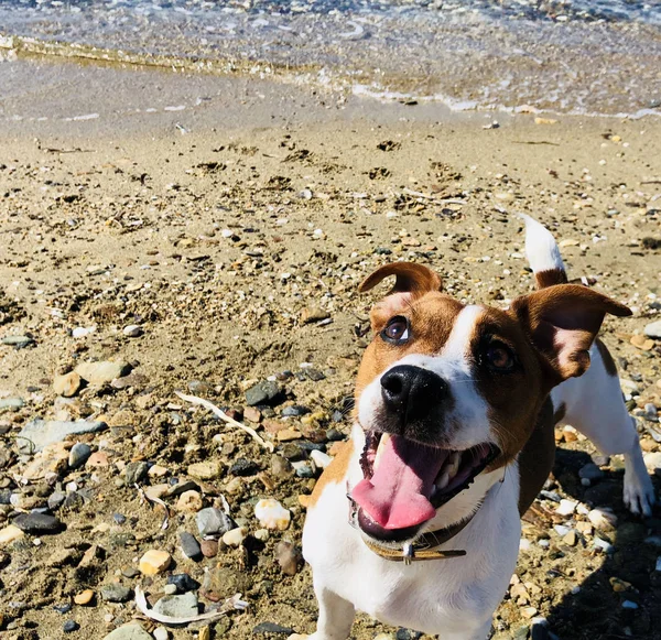 杰克拉塞尔狗朋友可爱的感觉好玩在沙滩上炎热的夏天阳光明媚的日子 — 图库照片