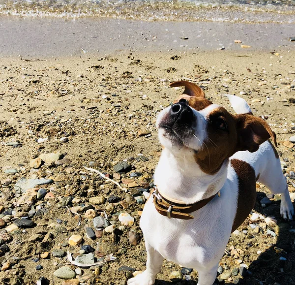 Jack Russel Ami Chien Mignon Sentant Ludique Attendant Une Balle — Photo